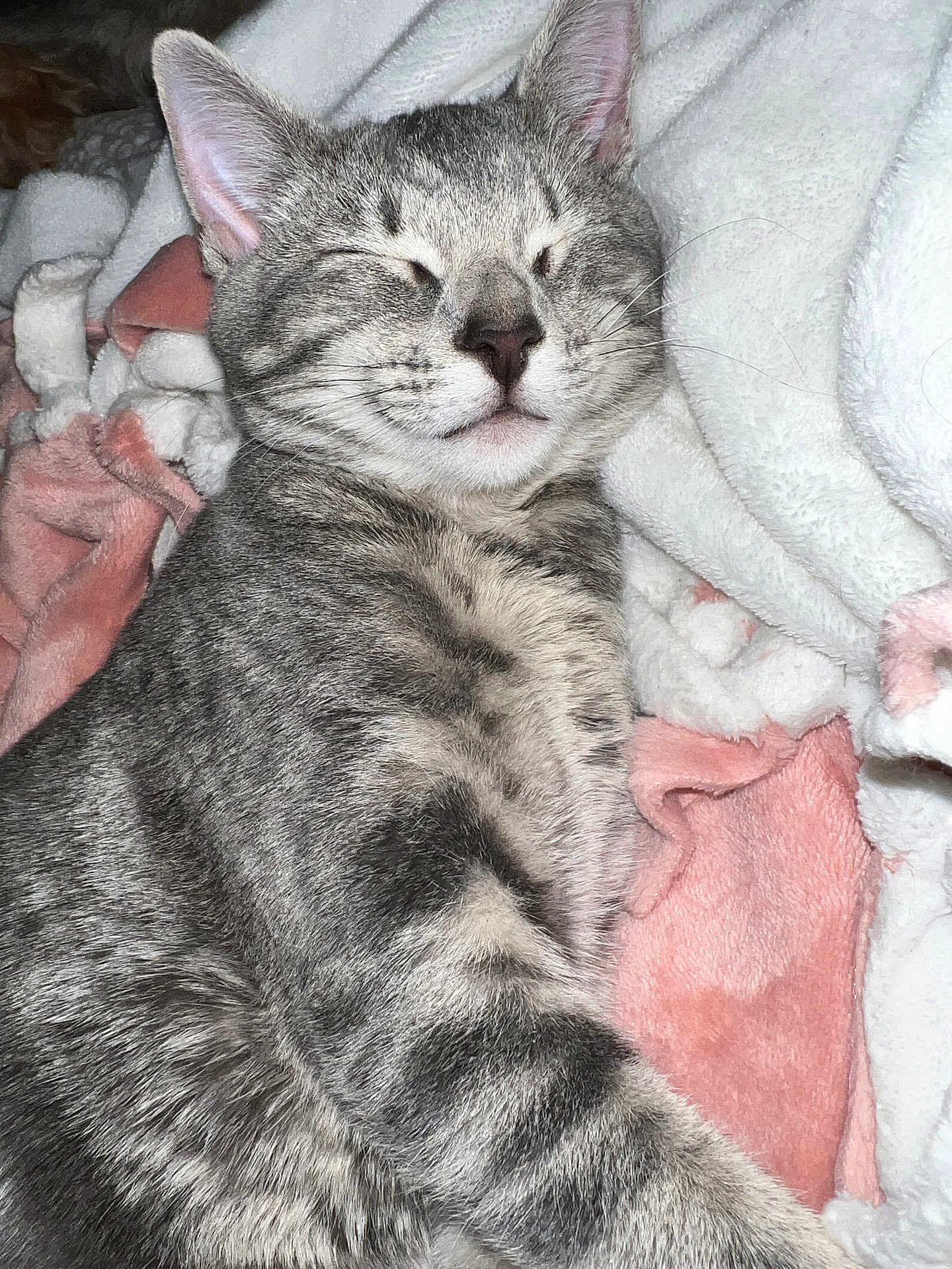 Rosie Mae is registered to the contest to win money with this photo: cat, tabby, sleeping, gray, fur, pet, cozy, blanket, soft, comfortable, indoor, resting, cute, animal, mammal, whiskers, ears, closeup, relaxation, domestic