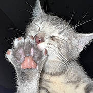 Rosie Mae is registered to the contest to win money with this photo: cat, paw, tabby, gray_cat, whiskers, close_up, pet, animal, feline, sleepy, cute, soft_fur, pink_paw_pads, grooming, indoor, night, dark_background, face, ears, nose
