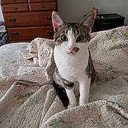 Stinker is registered to the contest to win money with this photo: cat, tabby_cat, bed, quilt, floral_pattern, furniture, dresser, clock, indoor, pet, cute, animal, white, brown, striped, curious, sitting, domestic_cat, soft_lighting, bedroom