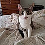 cat, tabby_cat, bed, quilt, floral_pattern, furniture, dresser, clock, indoor, pet, cute, animal, white, brown, striped, curious, sitting, domestic_cat, soft_lighting, bedroom