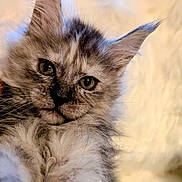 Ember joined the competition — help win amazing prizes! animal, cat, closeup, cute, domestic_cat, ears, eyes, feline, fluffy, fur, indoor, kitten, laying, mammal, pet, portrait, relaxed, soft, whiskers, young