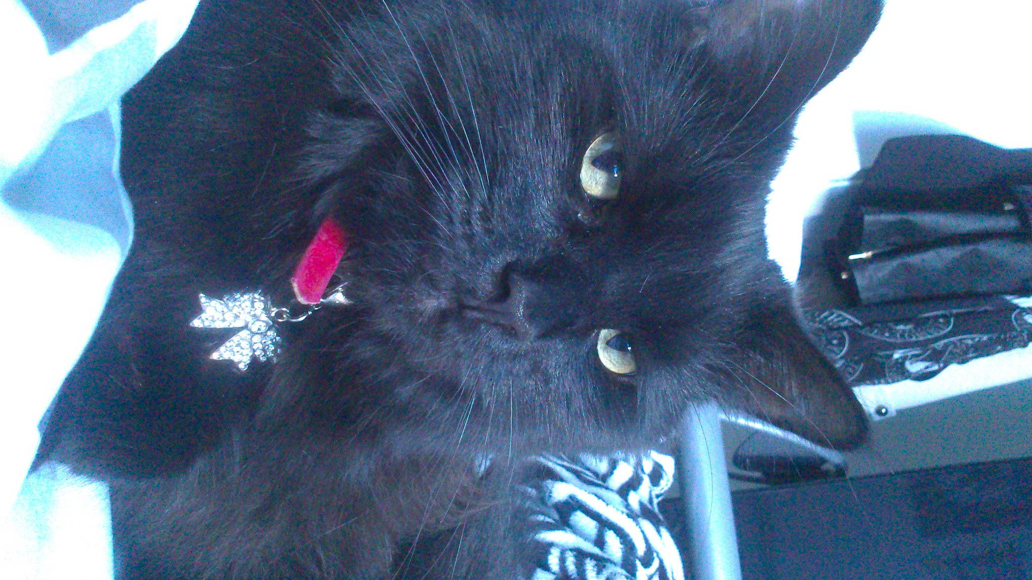 Tara is registered to the contest to win money with this photo: black_cat, bombay, carmine, carnivore, cat, claw, dog_breed, domestic_short_haired_cat, electric_blue, felidae, fur, magenta, mammal, plant, small_to_medium_sized_cats, snout, tail, terrestrial_animal, vertebrate, whiskers