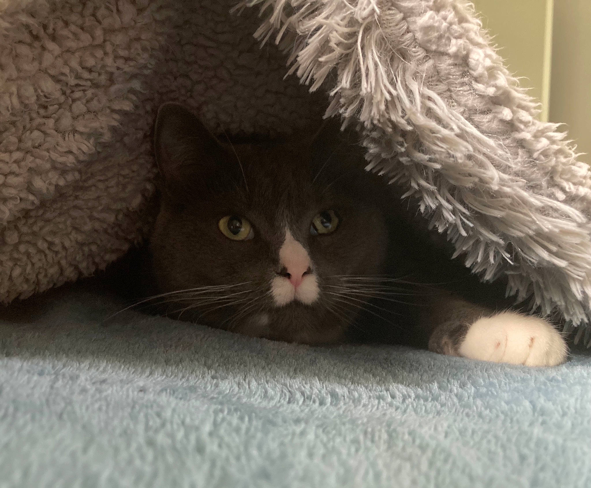 Lia is registered to the contest to win money with this photo: black_cat, carnivore, cat, claw, comfort, couch, domestic_short_haired_cat, fawn, felidae, foot, fur, grey, linens, nap, paw, small_to_medium_sized_cats, snout, tail, tree, whiskers