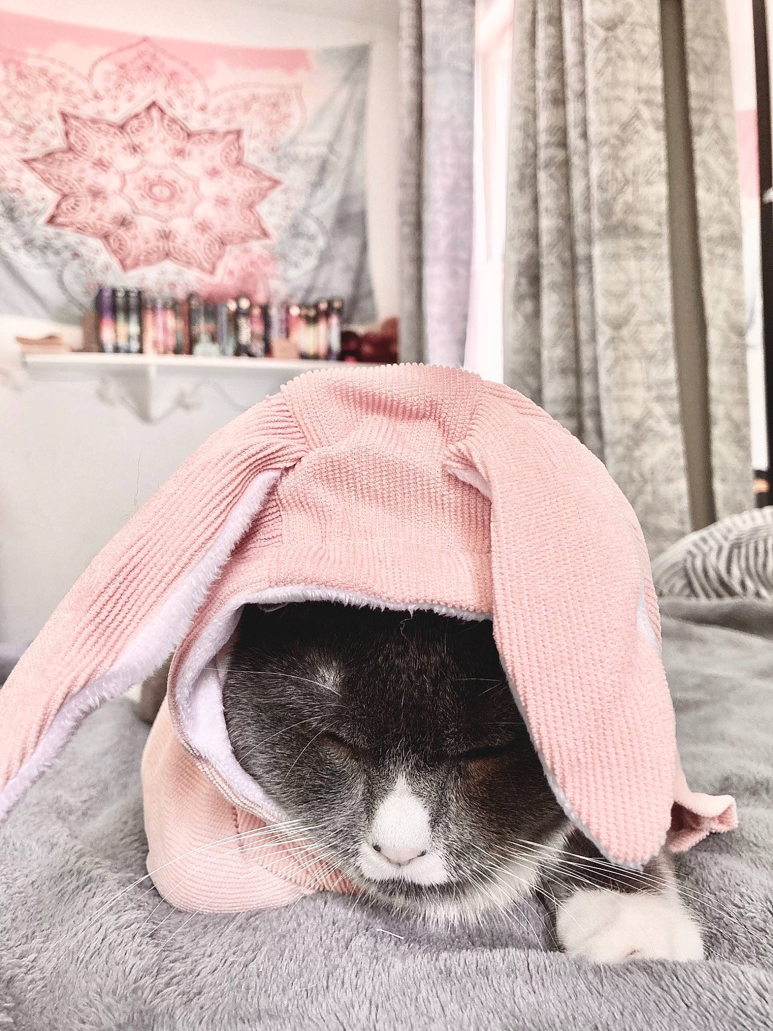 Lia is registered to the contest to win money with this photo: black_hair, carnivore, cat, comfort, companion_dog, curtain, dress, eyewear, felidae, flooring, fur, human_leg, leg, linens, pattern, pink, small_to_medium_sized_cats, snout, textile, whiskers