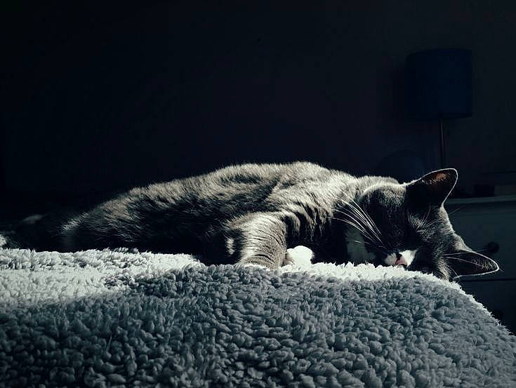 Lia is registered to the contest to win money with this photo: carnivore, cat, cloud, comfort, darkness, domestic_short_haired_cat, felidae, fur, grey, monochrome, monochrome_photography, paw, sand, small_to_medium_sized_cats, snout, still_life_photography, tail, tints_and_shades, whiskers, wildlife