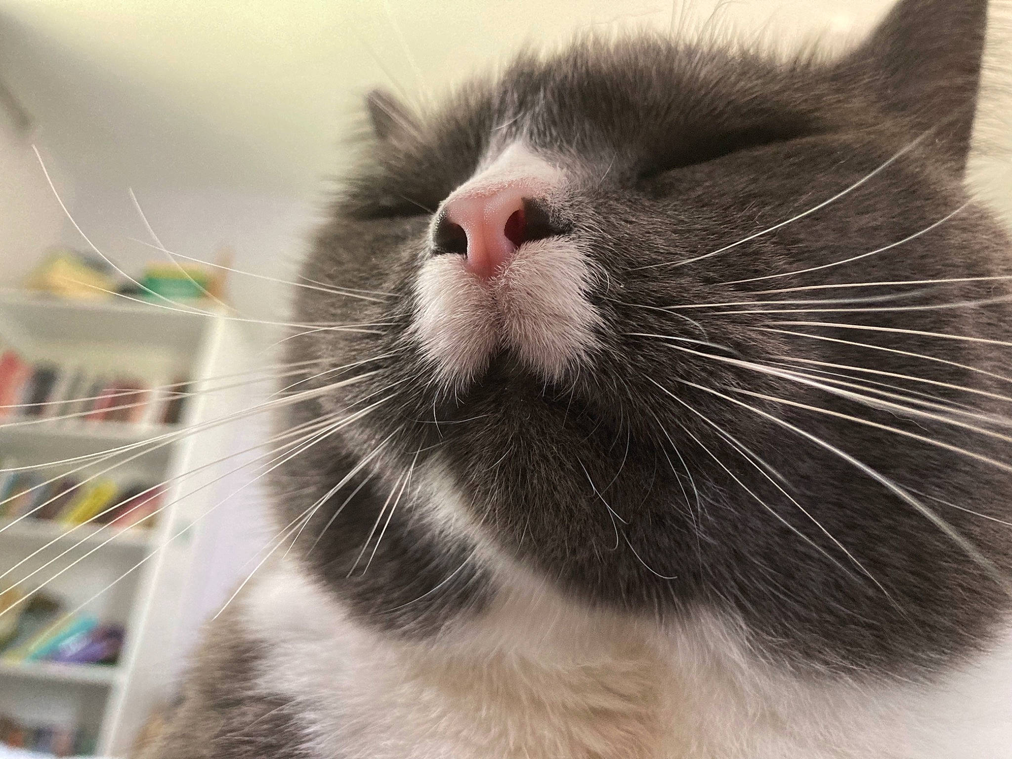 Lia is registered to the contest to win money with this photo: carnivore, cat, claw, close_up, domestic_short_haired_cat, eye, fang, felidae, fur, iris, paw, pet_supply, small_to_medium_sized_cats, snout, terrestrial_animal, whiskers