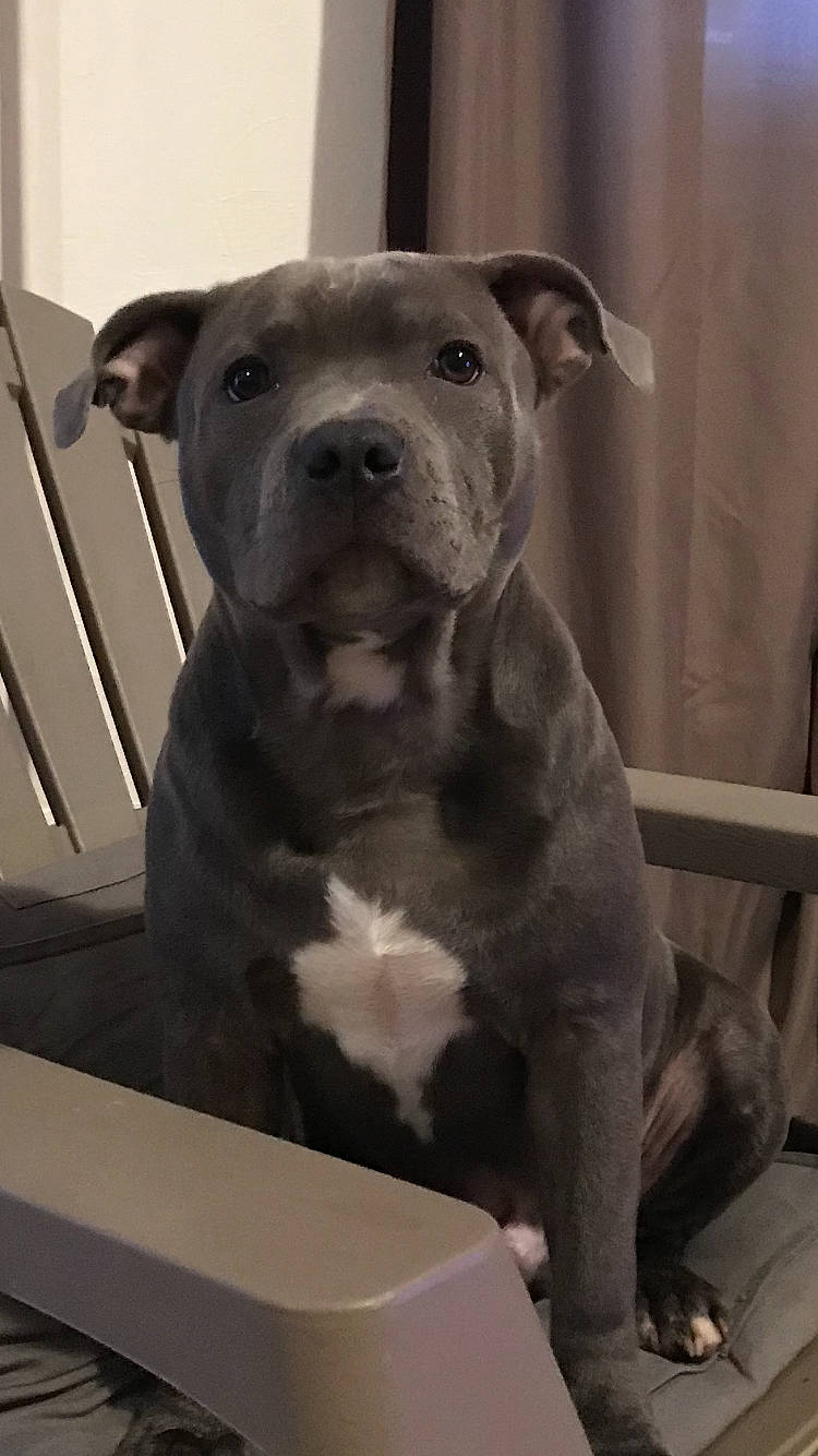 Pablo a rejoint le concours — aidez-le/la à gagner de superbes lots ! american_bulldog, american_pit_bull_terrier, american_staffordshire_terrier, bandog, bull_and_terrier, canidae, carnivore, dog, dog_breed, fawn, mammal, molosser, non_sporting_group, pit_bull, rare_breed_dog, snout, staffordshire_bull_terrier, valley_bulldog, vertebrate