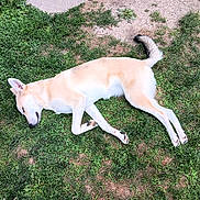 Piper is registered to the contest to win money with this photo: animal, canine, daylight, dog, ear, fur, grass, laying_down, muzzle, nature, outdoor, paw, peaceful, pet, quiet, relaxed, resting, sleeping, summer, tail
