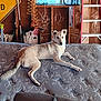 Piper joined the competition — help win amazing prizes! animal, dog, fabric, floor, garage, hose, indoor, ladder, light, mattress, pattern, pet, relaxed, resting, shadow, side_view, tool, wall, window, wood