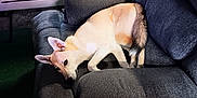 Piper is registered to the contest to win money with this photo: accessories, animal, architecture, armchair, bag, building, canine, chair, couch, cushion, dog, furniture, handbag, homedecor, indoors, livingroom, person, pet, puppy, room