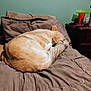 Piper is registered to the contest to win money with this photo: bed, blanket, brown, canine, comfortable, cozy, curled_up, dog, domestic, fur, furry, home, indoor, pet, pillow, quiet, relaxed, resting, sleeping, tail