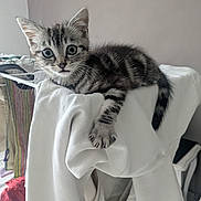 Pirate participe au concours pour gagner de l'argent avec cette photo : kitten, cat, tabby, animal, pet, fur, whiskers, ears, claw, laundry, clothes, drying_rack, indoor, curious, young, cute, striped, white_garment, floor, home