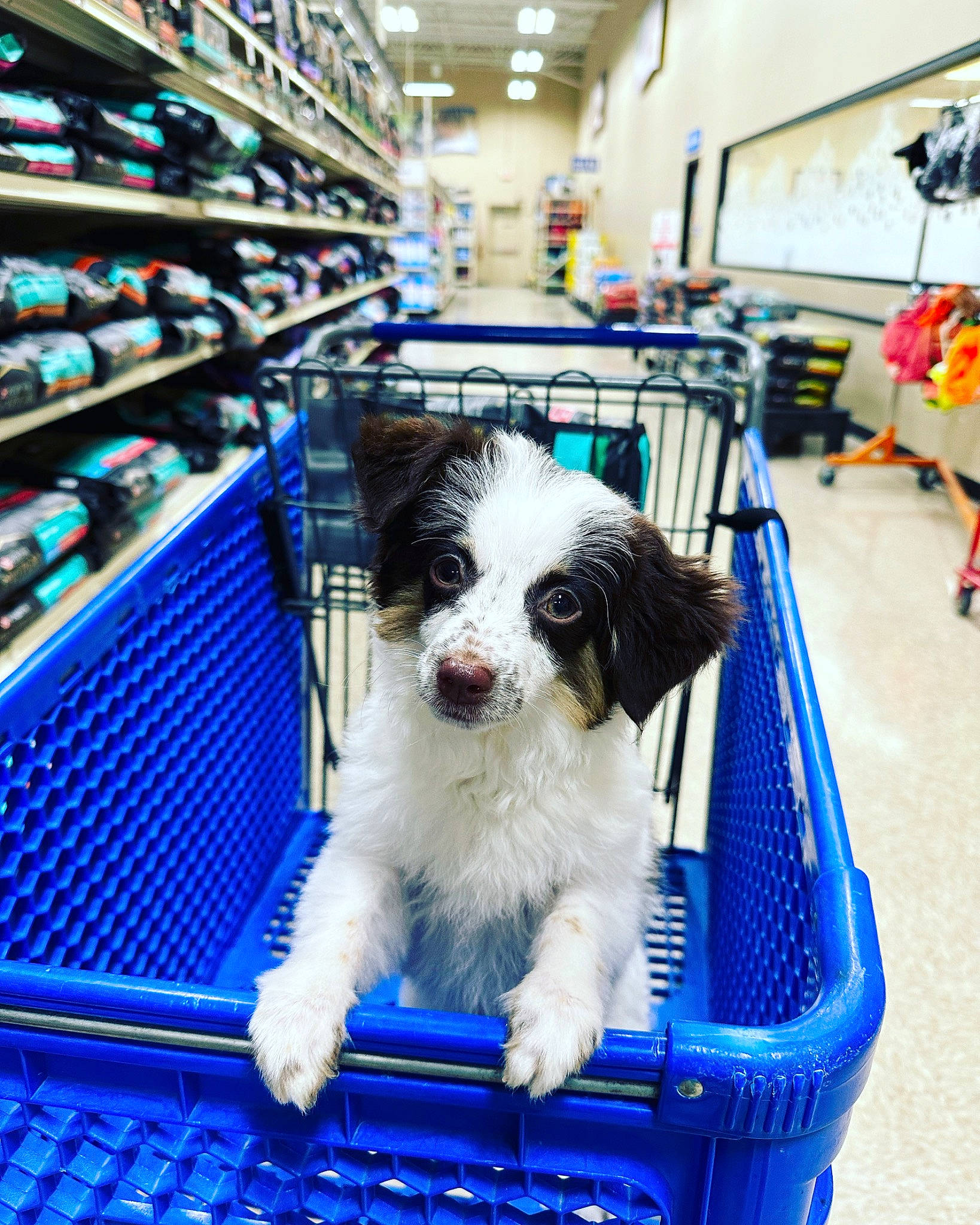 Artemis is registered to the contest to win money with this photo: blue, building, carnivore, companion_dog, dog, dog_breed, dog_crate, dog_supply, electric_blue, engineering, flooring, machine, pet_supply, retail, shelf, shelving, snout, sporting_group, toy_dog, working_animal