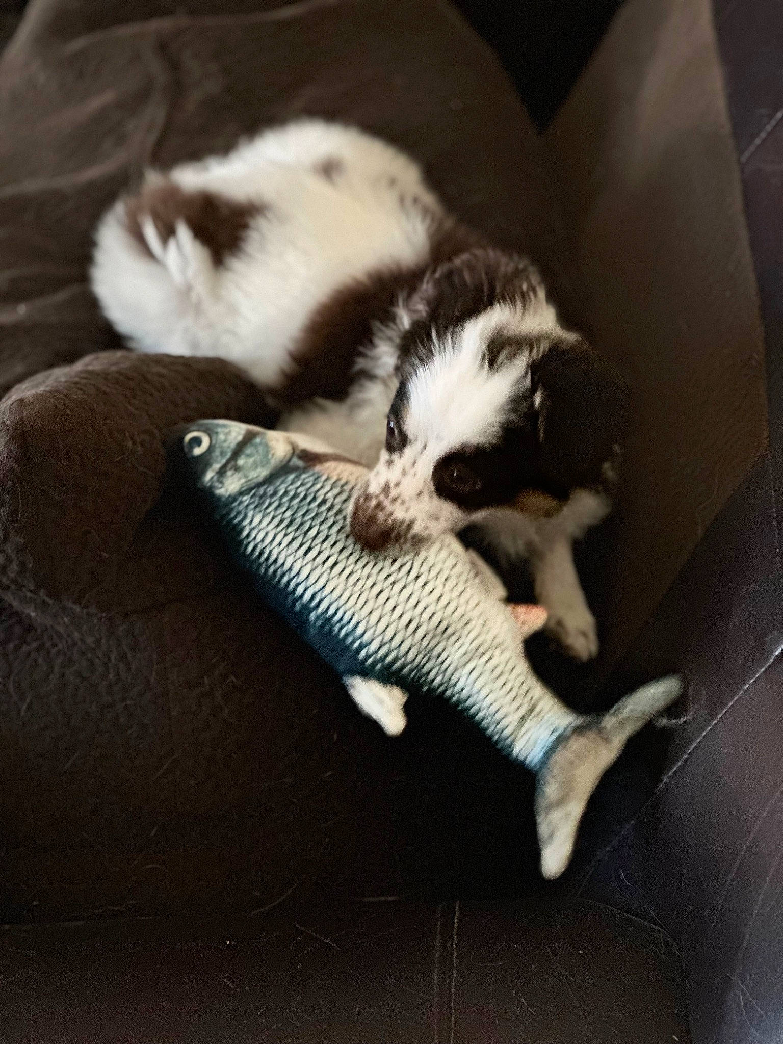 Artemis is registered to the contest to win money with this photo: canidae, carnivore, cat, claw, cloud, comfort, companion_dog, dog_breed, domestic_short_haired_cat, felidae, fur, nap, paw, sky, small_to_medium_sized_cats, snout, sporting_group, tail, whiskers, wood