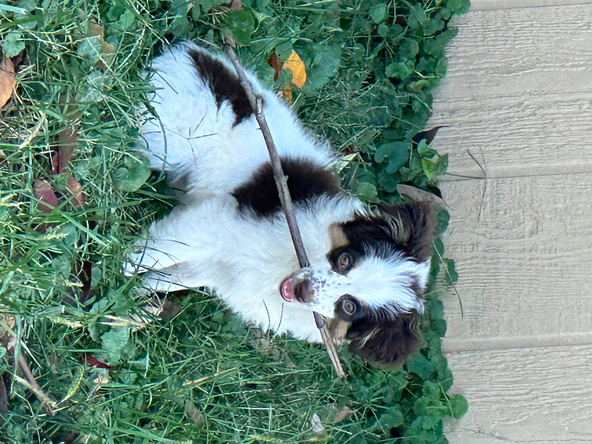 Artemis joined the competition — help win amazing prizes! canidae, carnivore, companion_dog, dog, dog_breed, fur, grass, non_sporting_group, plant, snout, sporting_group, tail, terrier, toy_dog, working_animal