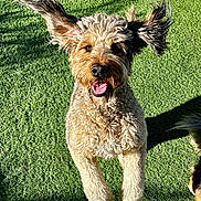 Ethel is registered to the contest to win money with this photo: active, animal, canine, closeup, curly_fur, daylight, dog, ears_flapping, energetic, fur, grass, happy, jumping, mammal, outdoor, pet, playful, shadow, sunlight, tongue_out