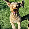 dog, jumping, curly_fur, ears_flapping, tongue_out, grass, sunlight, outdoor, pet, playful, happy, animal, canine, fur, shadow, daylight, energetic, closeup, mammal, active