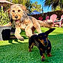 canine, chair, daylight, dog, dogs, fence, grass, happy, large_dog, leaping, nature, outdoor, pet, plant, playing, shadow, small_dog, sunny, tree, yard