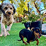 animal, backyard, canine, daylight, dog, dogs, garden, grass, greenery, happy, large_dog, nature, outdoor, pet, plant, playful, running, small_dog, sunny, yard