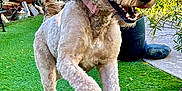 Ethel Cookie Jones joined the competition — help win amazing prizes! active, animal, backyard, canine, collar, daylight, dog, fur, garden, grass, greenery, happy, leap, nature, outdoor, pet, playful, running, smiling, sunlight