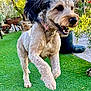 active, animal, backyard, canine, collar, daylight, dog, fur, garden, grass, greenery, happy, leap, nature, outdoor, pet, playful, running, smiling, sunlight