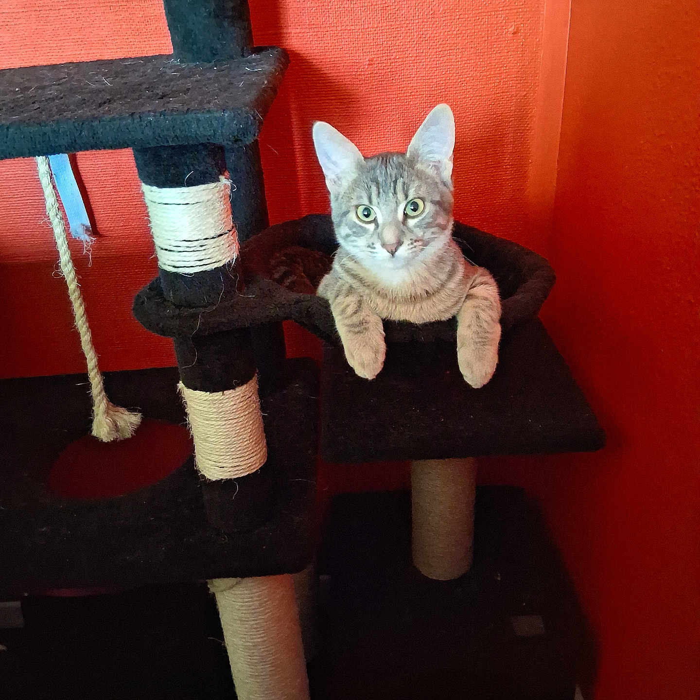 Vortex participe au concours pour gagner de l'argent avec cette photo : abyssinian, animal, architecture, building, cat, chair, closet, cupboard, egyptiancat, furniture, indoors, kitten, livingroom, manx, pet, plywood, room, shelf, siamese, wood