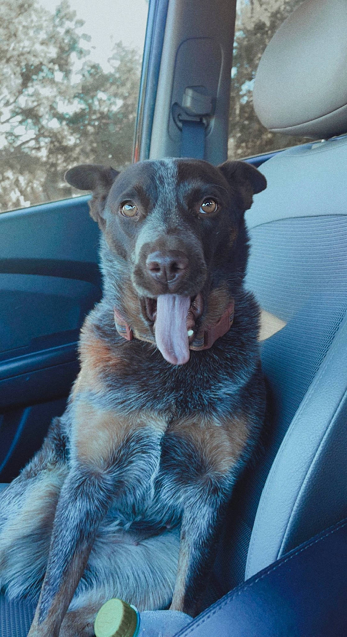 Dallas is registered to the contest to win money with this photo: borador, canidae, carnivore, collar, companion_dog, dog, dog_breed, dog_collar, electric_blue, fur, guard_dog, herding_dog, hood, snout, sporting_group, vehicle, whiskers, windshield, working_animal, working_dog