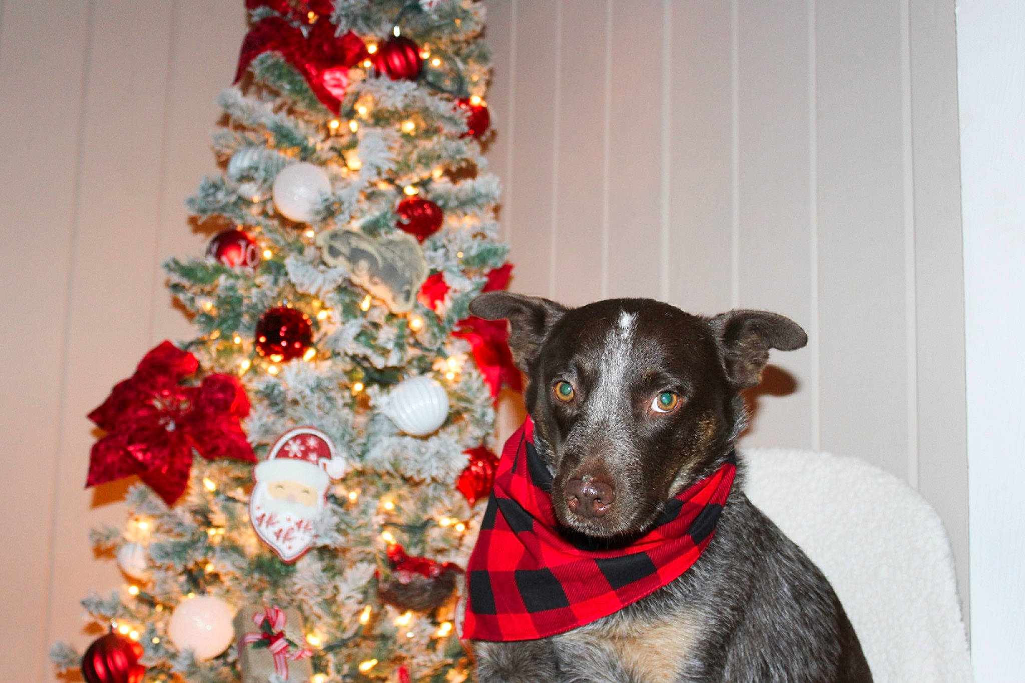 Dallas is registered to the contest to win money with this photo: carnivore, christmas, christmas_decoration, christmas_ornament, christmas_tree, collar, companion_dog, dog, dog_breed, dog_collar, dog_supply, event, fawn, holiday, holiday_ornament, ornament, snout, tree, whiskers, working_animal