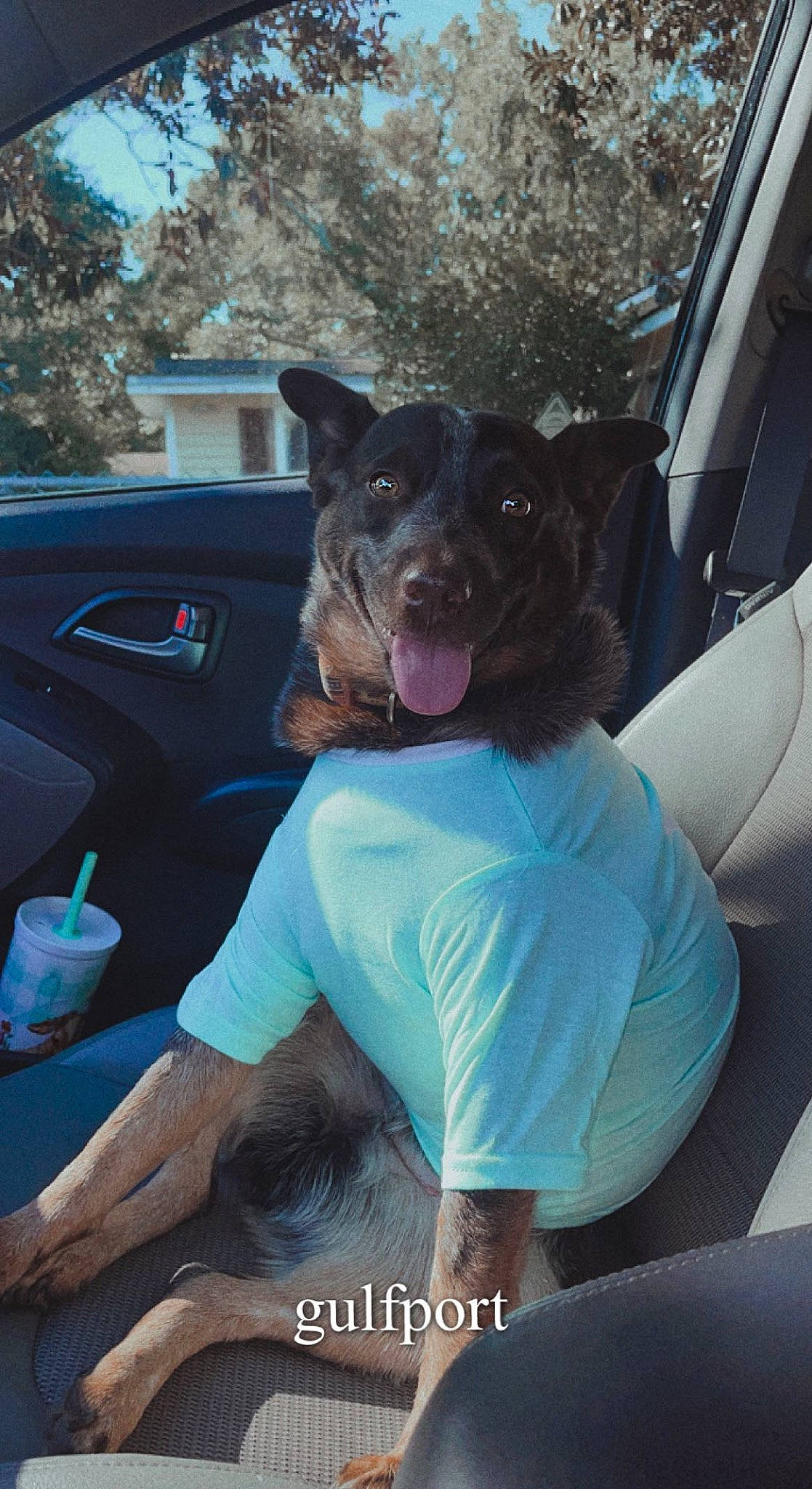 Dallas is registered to the contest to win money with this photo: auto_part, automotive_exterior, automotive_window_part, bumper, car, carnivore, companion_dog, dog, dog_breed, electric_blue, family_car, fawn, fur, hood, motor_vehicle, snout, sporting_group, tree, vehicle, vehicle_door