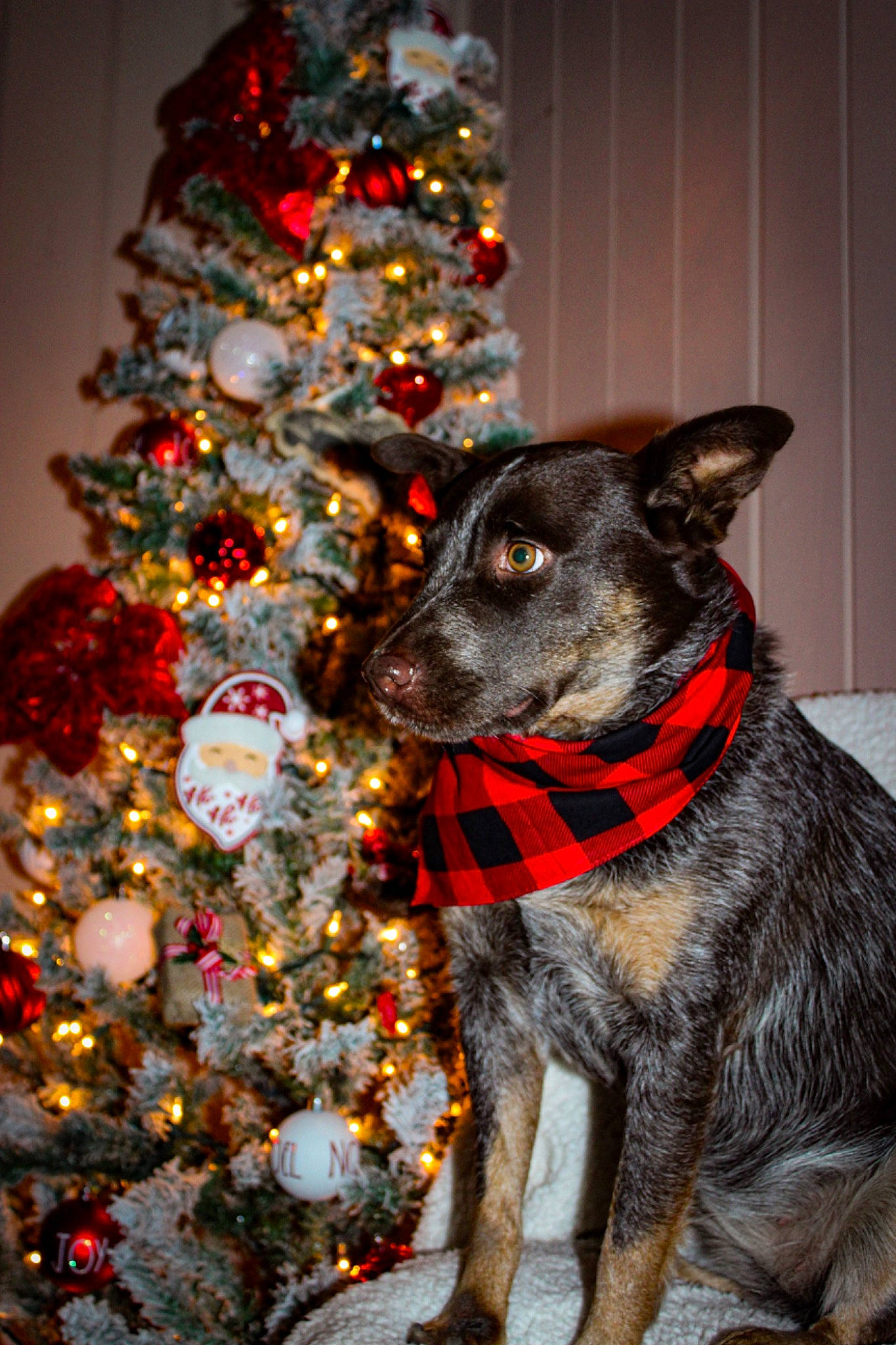 Dallas joined the competition — help win amazing prizes! carnivore, christmas, christmas_decoration, christmas_ornament, christmas_tree, collar, dog, dog_breed, dog_collar, dog_supply, event, evergreen, fawn, holiday, holiday_ornament, ornament, snout, sporting_group, whiskers, working_animal