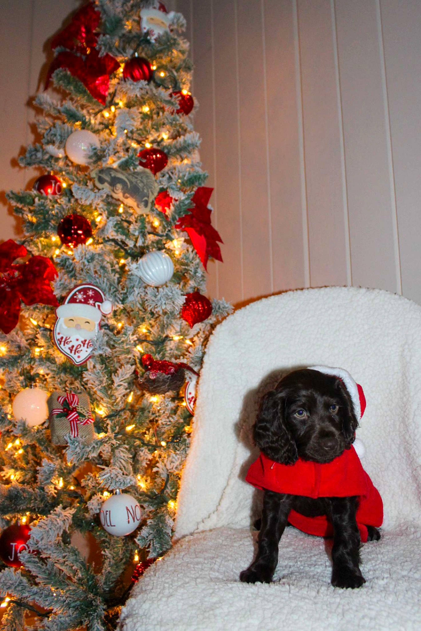 Honey is registered to the contest to win money with this photo: carnivore, christmas_decoration, christmas_ornament, christmas_tree, companion_dog, conifer, dog, dog_breed, event, evergreen, fawn, holiday, holiday_ornament, liver, ornament, sporting_group, toy_dog, tree, wood, working_animal