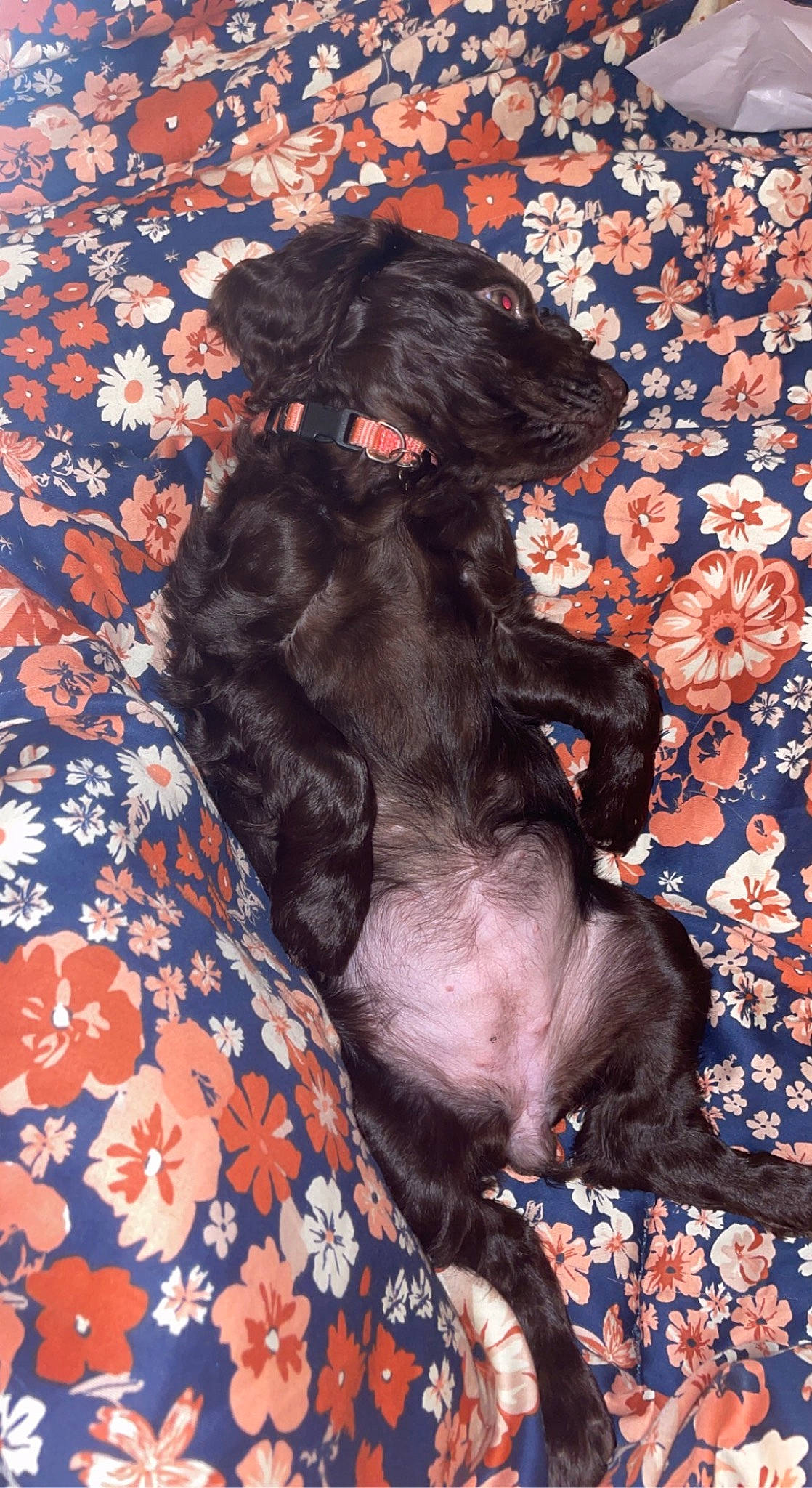 Honey joined the competition — help win amazing prizes! bed, canidae, carnivore, comfort, companion_dog, dog, dog_breed, dog_collar, dog_supply, electric_blue, felidae, fur, linens, liver, nap, pattern, paw, sporting_group, tail, working_animal