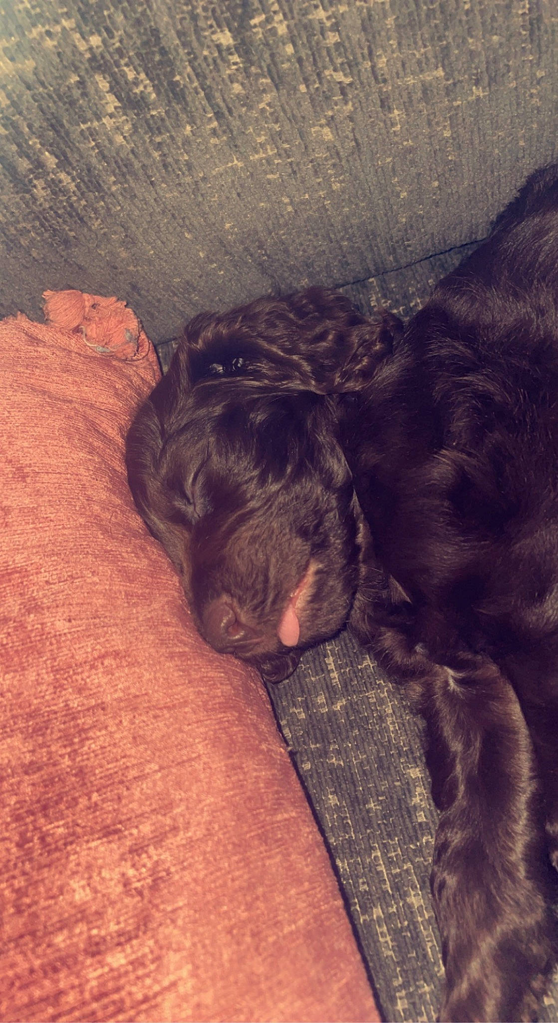 Honey is registered to the contest to win money with this photo: canidae, carnivore, cloud, comfort, companion_dog, dog, dog_breed, ear, fawn, flesh, fur, liver, mammal, snout, sporting_group, tail, terrestrial_animal, tints_and_shades, wood, wrinkle