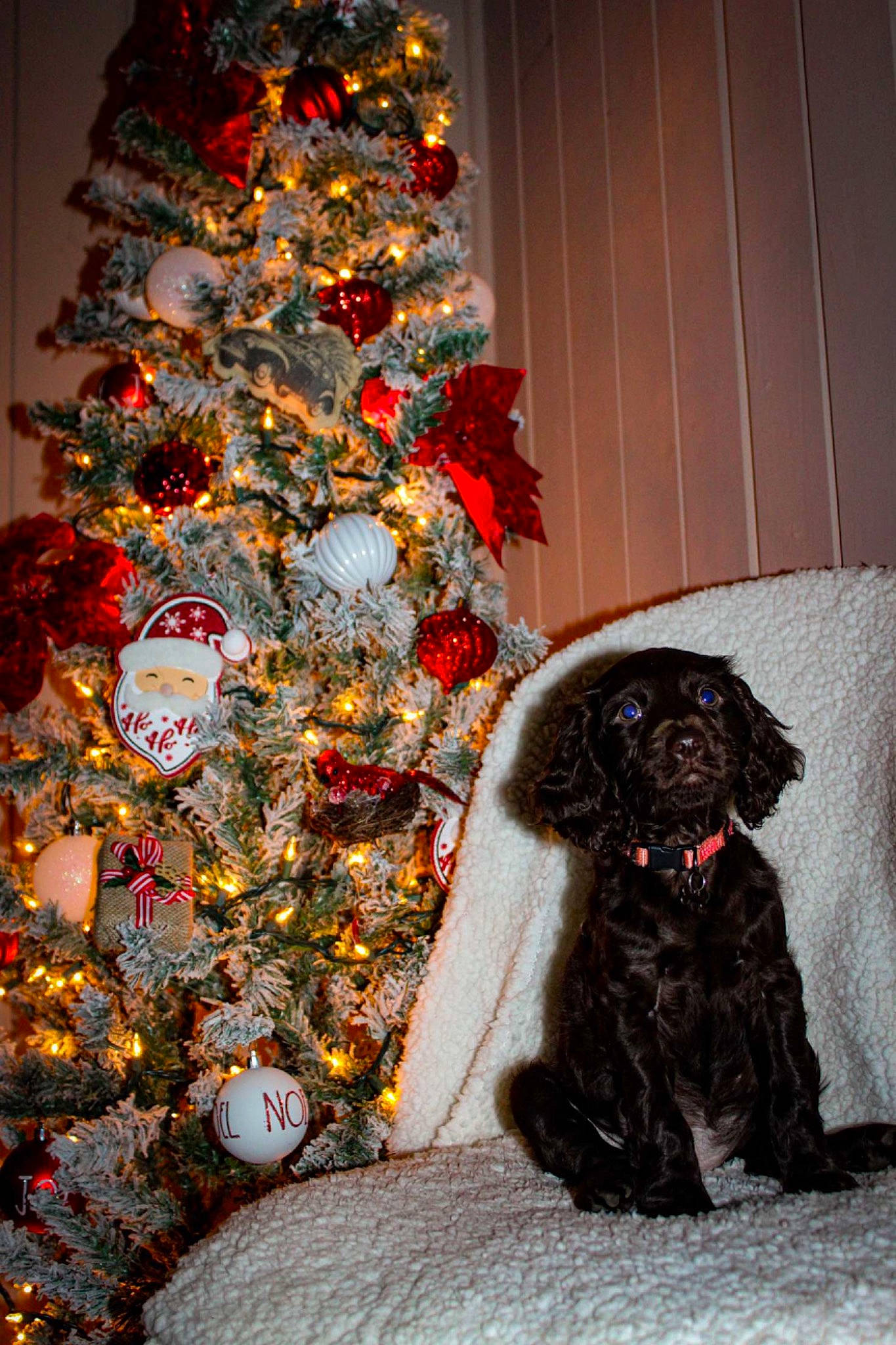 Honey joined the competition — help win amazing prizes! canidae, carnivore, christmas, christmas_decoration, christmas_ornament, christmas_tree, companion_dog, conifer, dog, dog_breed, event, evergreen, fur, holiday, holiday_ornament, liver, ornament, sporting_group, tree, winter