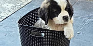 Minus participe au concours pour gagner de l'argent avec cette photo : animal, basket, black_and_white, black_basket, black_fur, container, cute, dog, floor, fur, indoor, paw, pet, puppy, resting, sitting, small_dog, tile_floor, white_fur, young_dog