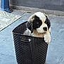 puppy, dog, basket, floor, tile_floor, black_and_white, pet, animal, cute, indoor, fur, paw, sitting, young_dog, container, black_basket, white_fur, black_fur, resting, small_dog