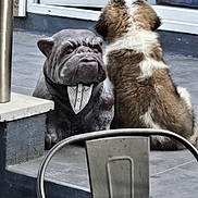 Minus participe au concours pour gagner de l'argent avec cette photo : dog, puppy, statue, bulldog, tuxedo, bib, patio, tile_floor, outdoor, back_view, furry, brown, white, decor, chair, metal, window, glass, door, funny