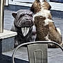 dog, puppy, statue, bulldog, tuxedo, bib, patio, tile_floor, outdoor, back_view, furry, brown, white, decor, chair, metal, window, glass, door, funny