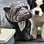 puppy, dog, statue, bulldog, tuxedo, floor, indoor, pet, animal, cute, black_and_white, fur, portrait, side_by_side, decor, sculpture, young, companion, closeup, expression