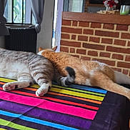 Gollum a rejoint le concours — aidez-le/la à gagner de superbes lots ! cat, cats, table, tablecloth, striped, colorful, indoor, brick_wall, wooden_chair, relaxing, pet, animal, feline, resting, two_animals, domestic_cat, window, curtains, home_interior, cozy