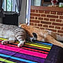 cat, cats, table, tablecloth, striped, colorful, indoor, brick_wall, wooden_chair, relaxing, pet, animal, feline, resting, two_animals, domestic_cat, window, curtains, home_interior, cozy
