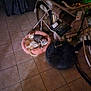bed, bicycle, cat, cats, companion, cozy, domestic, feline, floor, gray_cat, indoor, orange_cat, pet_bed, quiet, relaxed, resting, sleeping, tiled_floor, vintage, wheel