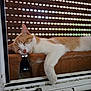 cat, sleeping, orange_and_white, paw, flower_pot, windowsill, indoor, relaxed, pet, animal, feline, resting, close_up, window, blinds, daylight, cute, domestic, cozy, napping