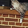 animal, brick_wall, casual, cat, domestic_animal, feline, fur, indoor, mammal, paw, pet, quiet, relaxed, resting, side_view, still_life, striped, tabby, whiskers, wooden_ledge