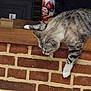 animal, brick_wall, cat, colorful, curious, cute, dim_light, domestic, feline, indoor, looking_down, minnie_mouse, mug, pet, playful, resting, striped, tabby, white_paws, wooden_ledge