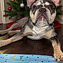 Kilo is registered to the contest to win money with this photo: dog, french_bulldog, birthday, birthday_boy, party, floor, wooden_floor, christmas_tree, ornaments, decorations, indoor, pet, animal, cute, portrait, celebration, festive, colorful, relaxed, holiday