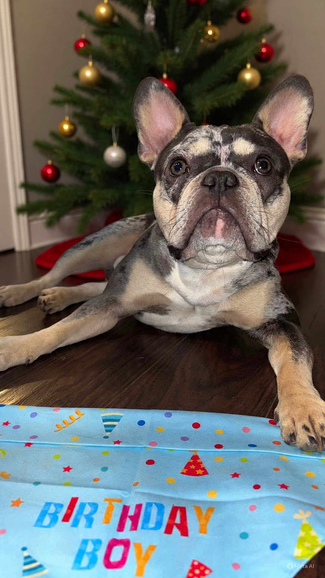 Kilo is registered to the contest to win money with this photo: dog, french_bulldog, birthday, birthday_boy, party, floor, wooden_floor, christmas_tree, ornaments, decorations, indoor, pet, animal, cute, portrait, celebration, festive, colorful, relaxed, holiday