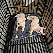 Bentley And Braxton is registered to the contest to win money with this photo: dog, puppy, french_bulldog, two_puppies, crate, playpen, pet_mat, paw_print, indoor, wood_floor, black_bars, pet, cute, lying_down, looking_up, ears, white_fur, flooring, home, pet_bed