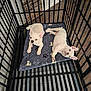 dog, puppy, french_bulldog, two_puppies, crate, playpen, pet_mat, paw_print, indoor, wood_floor, black_bars, pet, cute, lying_down, looking_up, ears, white_fur, flooring, home, pet_bed