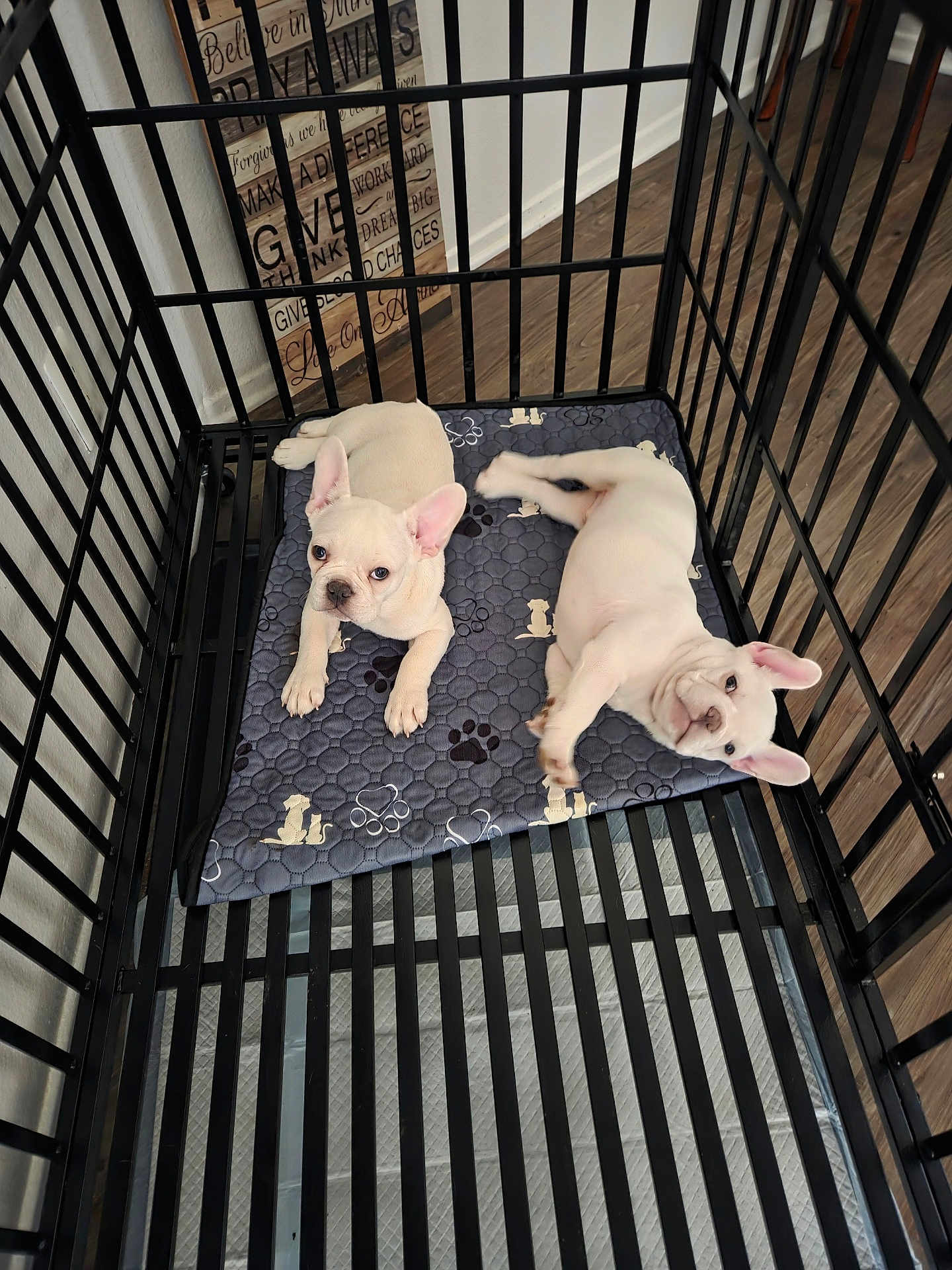 Bentley And Braxton is registered to the contest to win money with this photo: dog, puppy, french_bulldog, two_puppies, crate, playpen, pet_mat, paw_print, indoor, wood_floor, black_bars, pet, cute, lying_down, looking_up, ears, white_fur, flooring, home, pet_bed